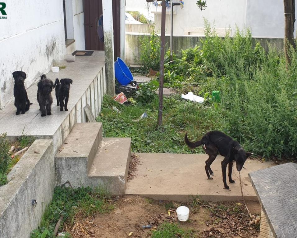 GNR de Santa Maria da Feira: Identificados por maus tratos a animais de companhia.