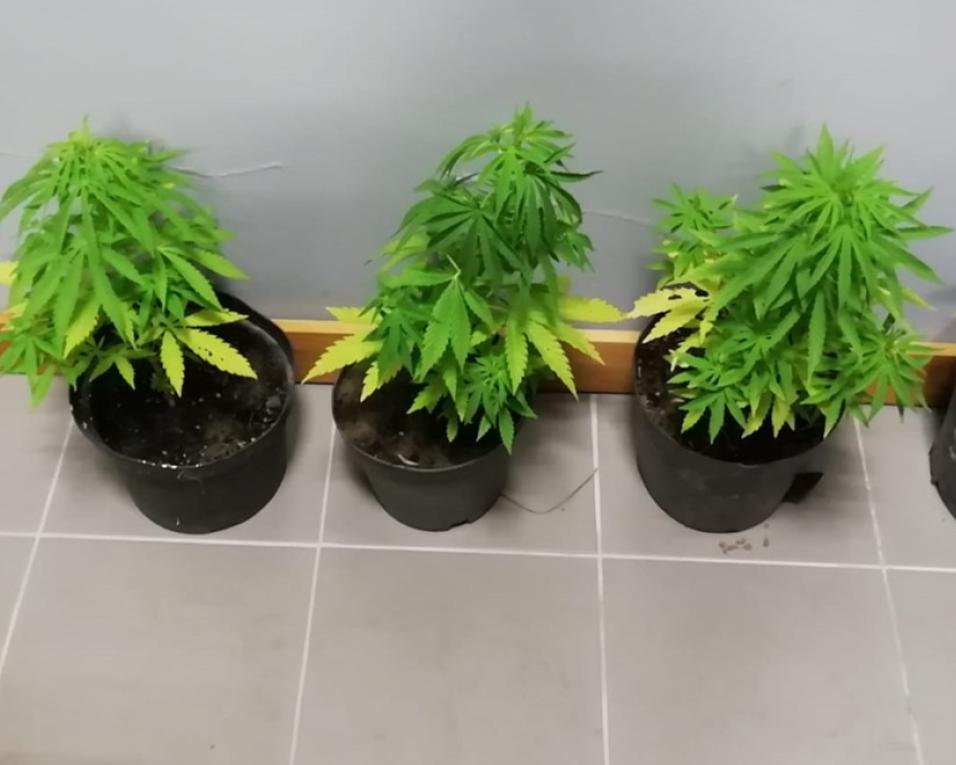 Gafanha da Nazaré: GNR apreendeu plantas de cannabis.