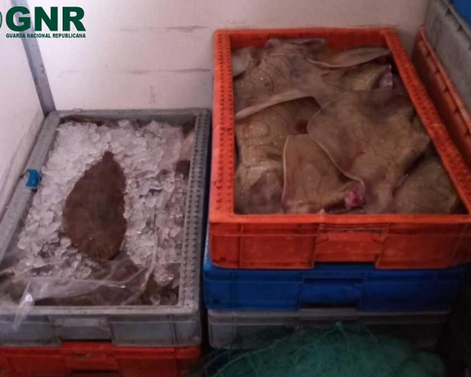 GNR da Gafanha da Nazaré apreendeu 282 quilos de pescado fresco sem regime de primeira venda.