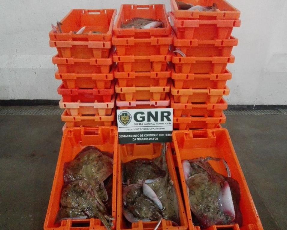 GNR da Gafanha da Nazaré apreendeu ontem 364 quilos de raia.