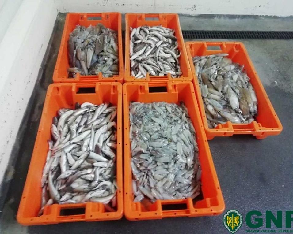 Gafanha da Nazaré: GNR apreende pescado subdimensionado,