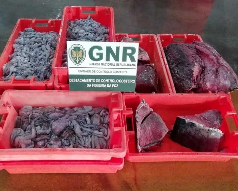 GNR apreende peixe impróprio para consumo.