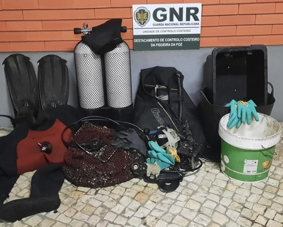 Gafanha da Nazaré: GNR apreendeu 18 quilos de ameijoa por captura ilegal.