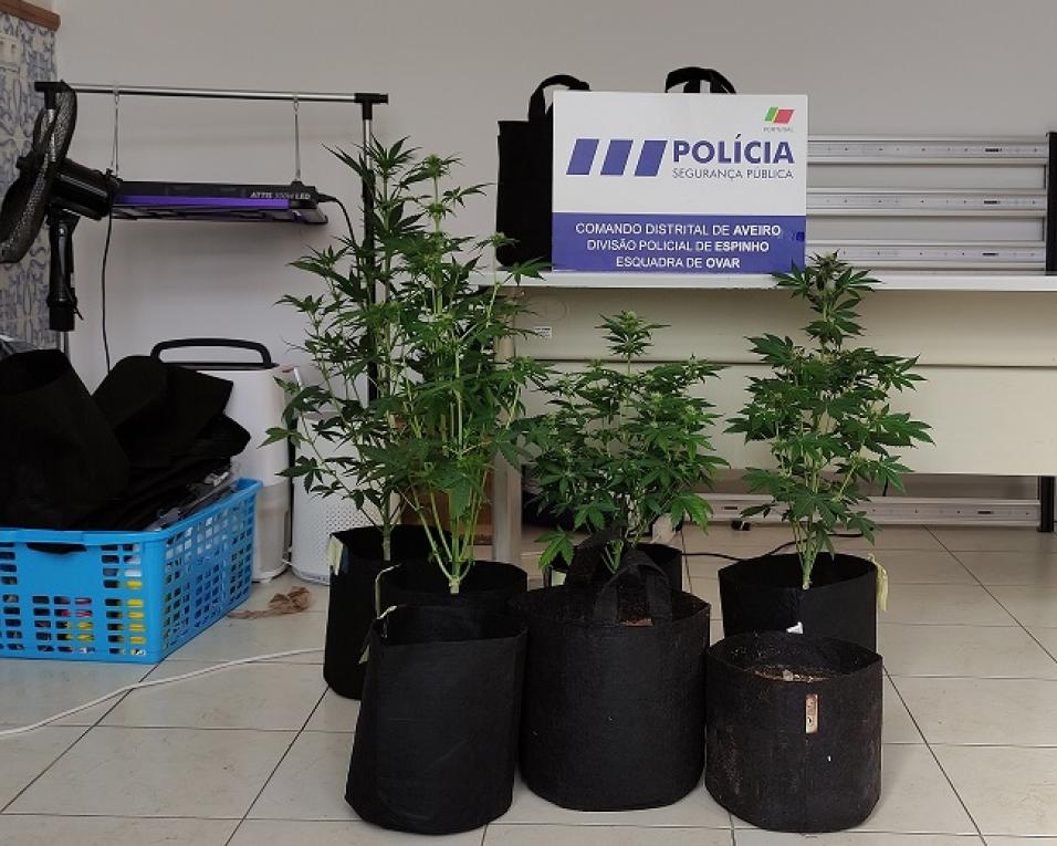 Ovar: PSP detetou plantação de cannabis no interior de uma residência.