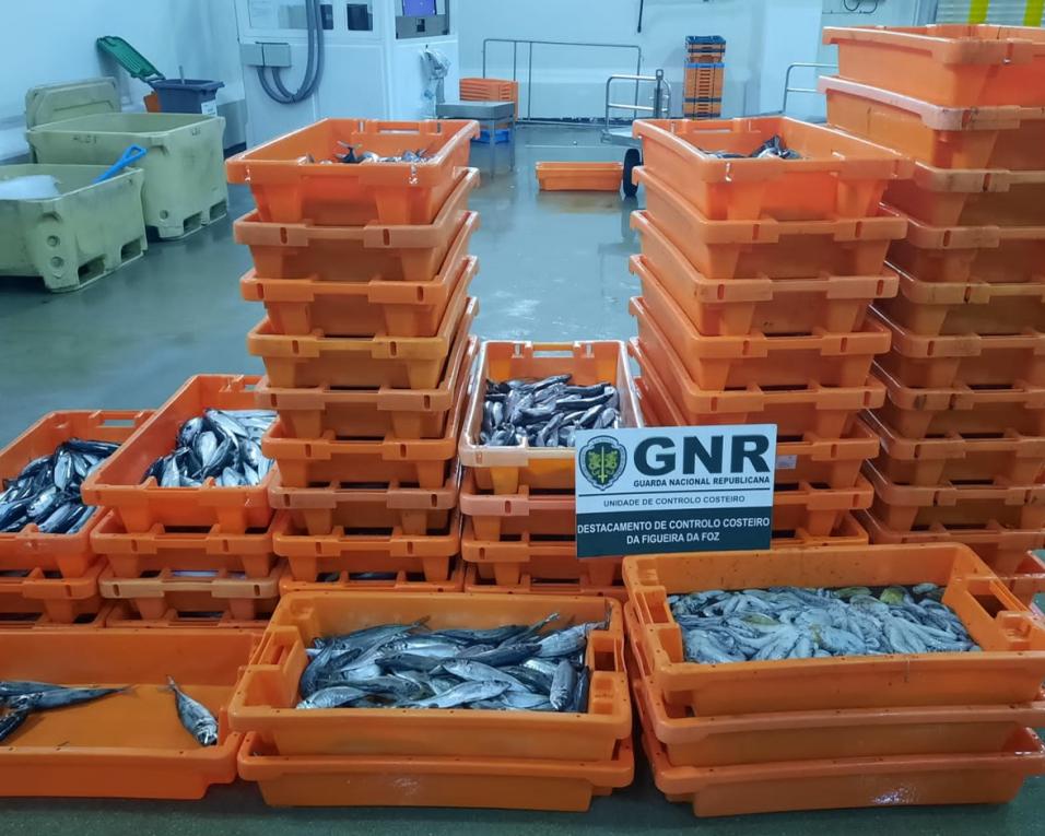 GNR: Apreensão de mais de meia tonelada de pescado na Gafanha da Nazaré.