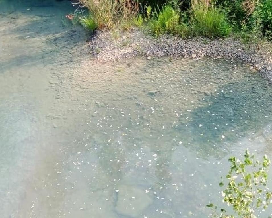 Movimento Cívico 'Albergaria + Verde' preocupado com poluição em Rios locais.