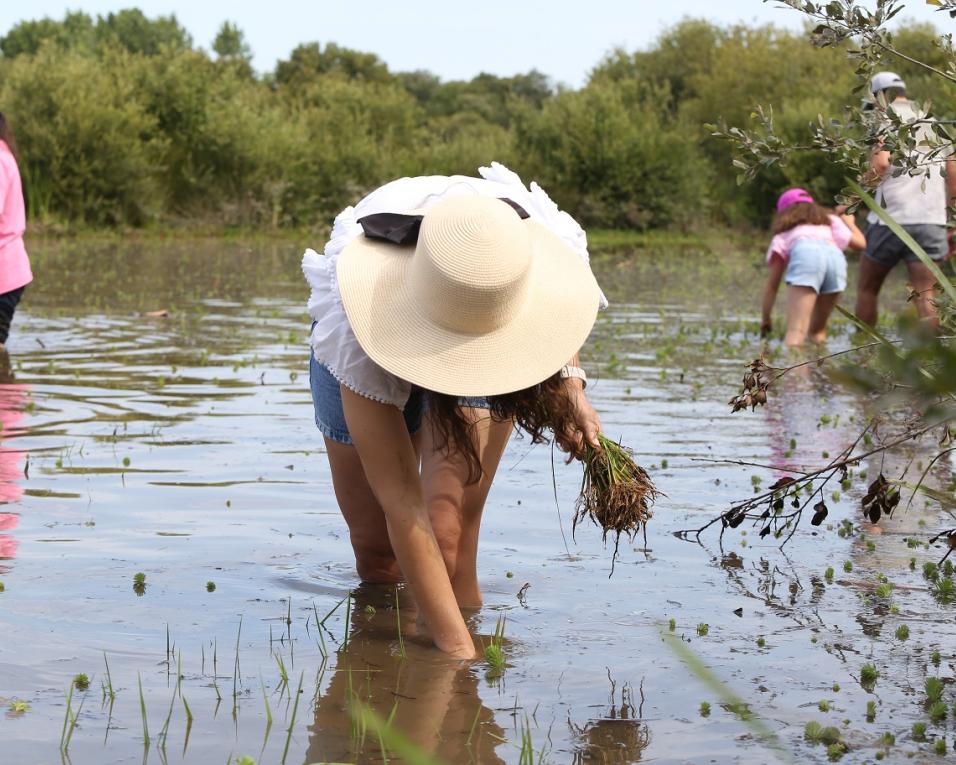 Estarreja: Monda é desafio para ajudar à produção de arroz no Baixo Vouga.