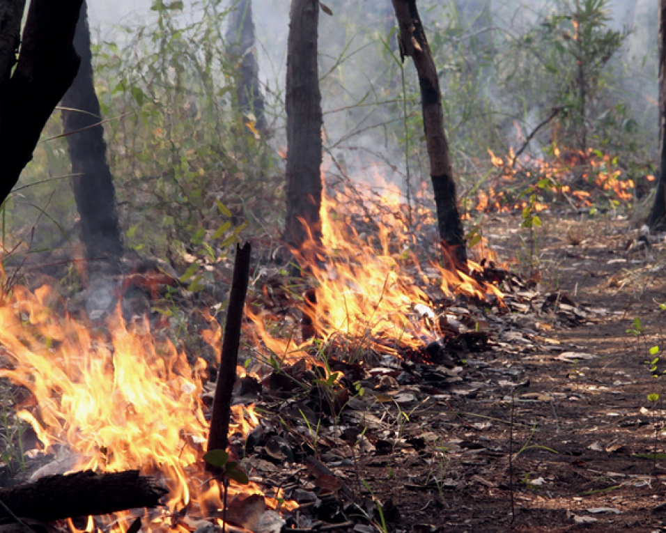 Incêndio em Castelo de Paiva dominado.