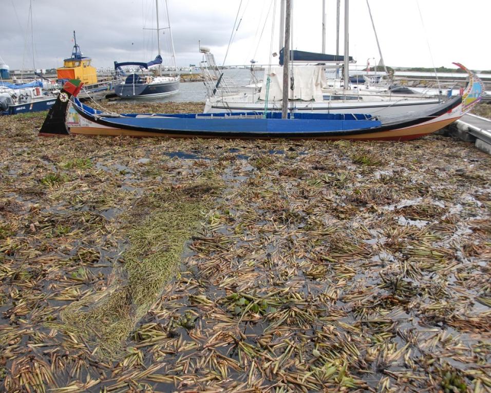 Pescadores em suspenso com praga de jacintos no Canal de Mira.