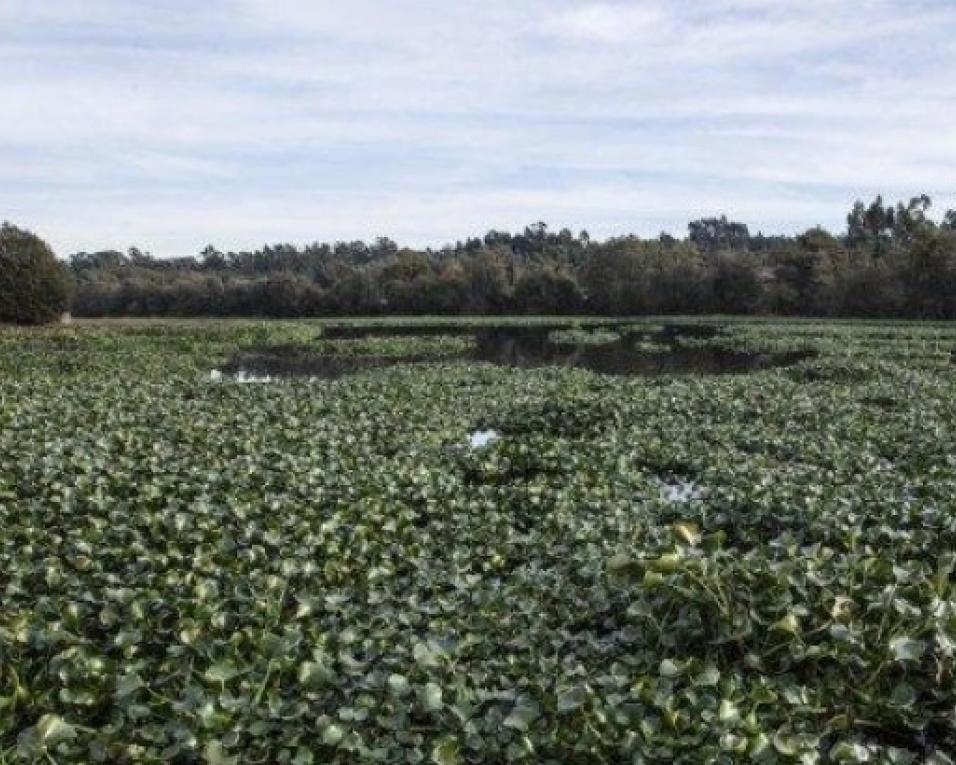 Cacia: Freguesia pede olhar do Governo para praga de jacintos de água.