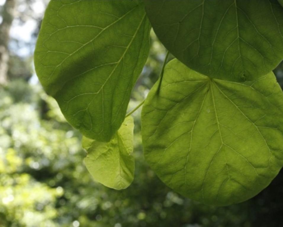 Árvores e plantas da mata do Bussaco em destaque no novo livro da Fundação Francisco Manuel dos Santos.