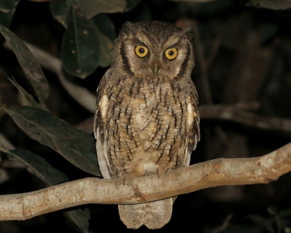 GNR de Ovar: Devolução à natureza de duas corujas do mato.