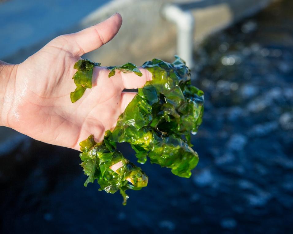 Ecomare recebe apresentação de projetos de aquicultura desenvolvidos na UA.