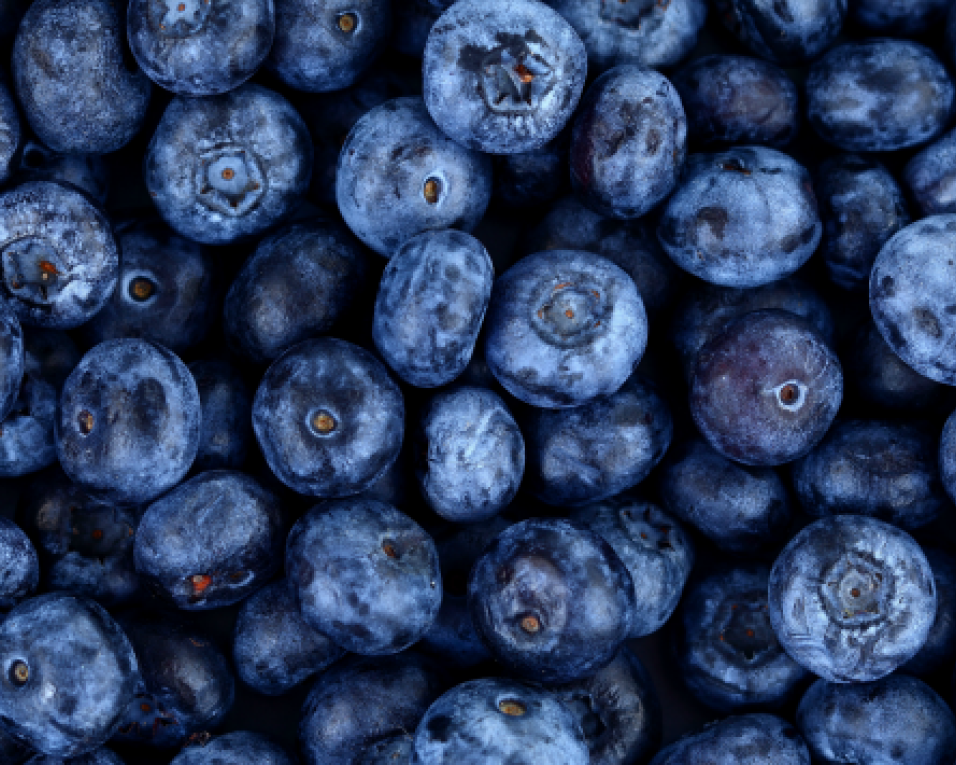 Sever: Município acolhe em 2022 Encontro Nacional de Produtores de Mirtilo.