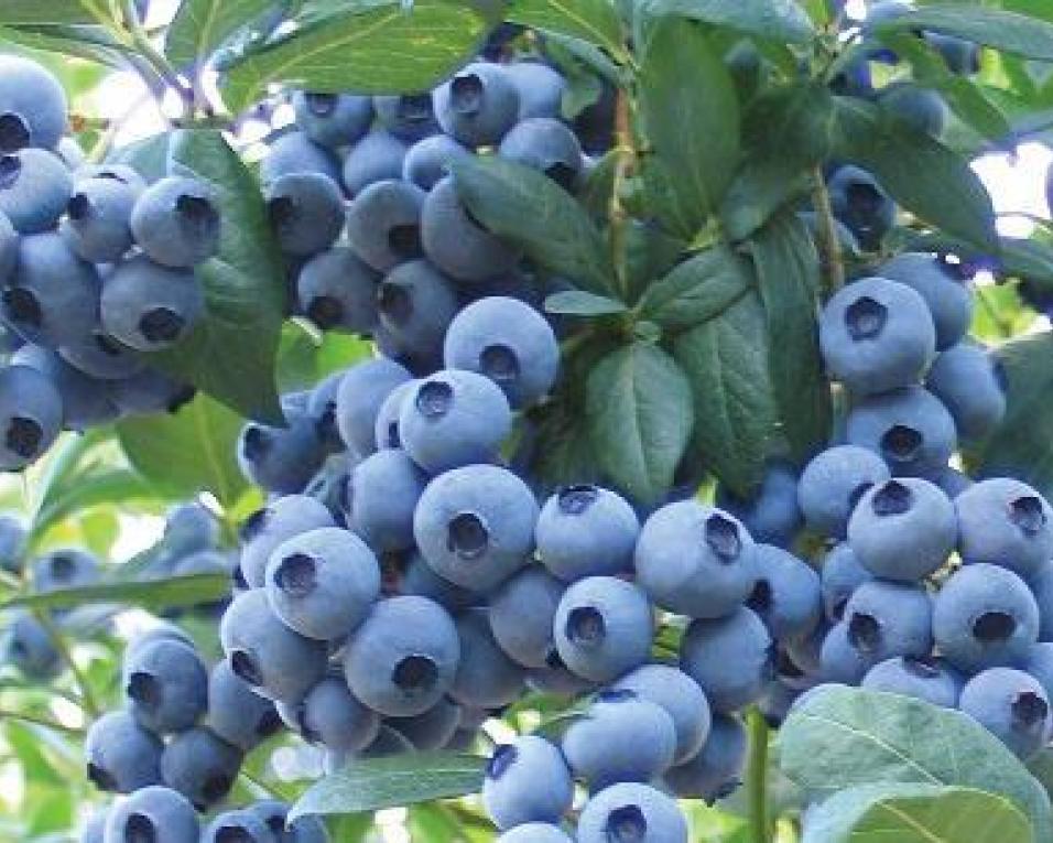 Sever: AGIM prepara visita a culturas de mirtilo.