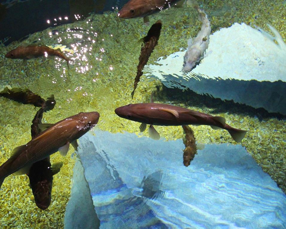 Aquário de bacalhaus assinala no sábado o 5º aniversário com Dia Aberto no Museu.