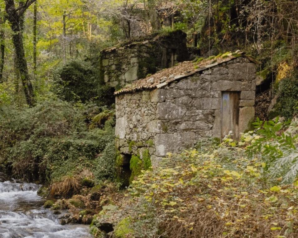 Festival dos Moinhos assinala tradição dos “Padeirinhos de Sever do Vouga”. 