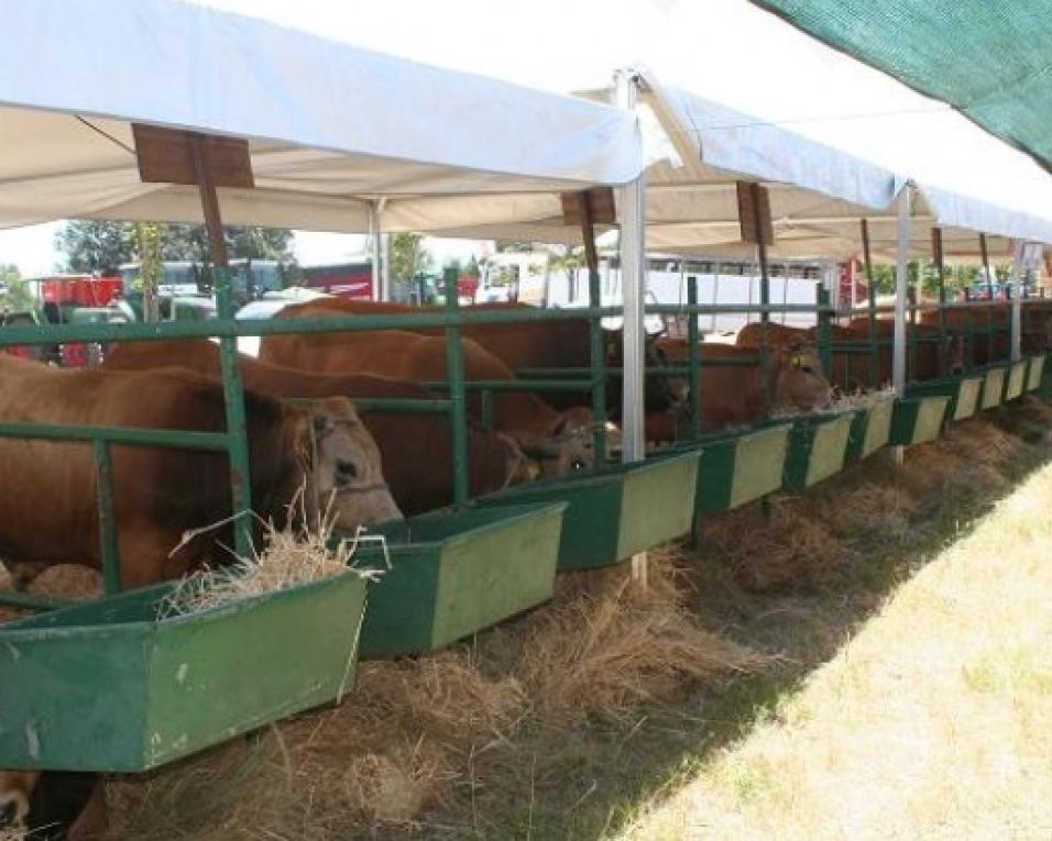 Feira Agrícola da Murtosa abre portas esta quinta.