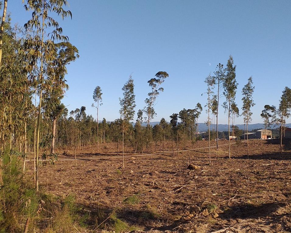 Oliveira do Bairro: Plano Municipal de Defesa da Floresta Contra Incêndios está em consulta pública.