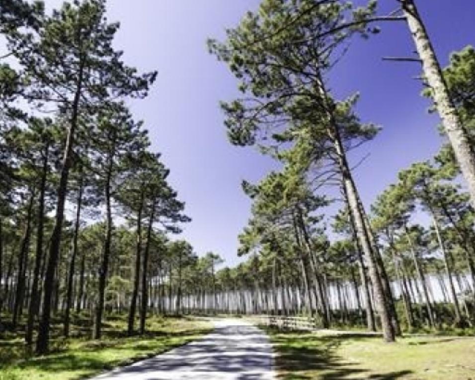 ICNF autoriza regresso ao abate de árvores previstas no Plano de Gestão Florestal das Dunas de Ovar.