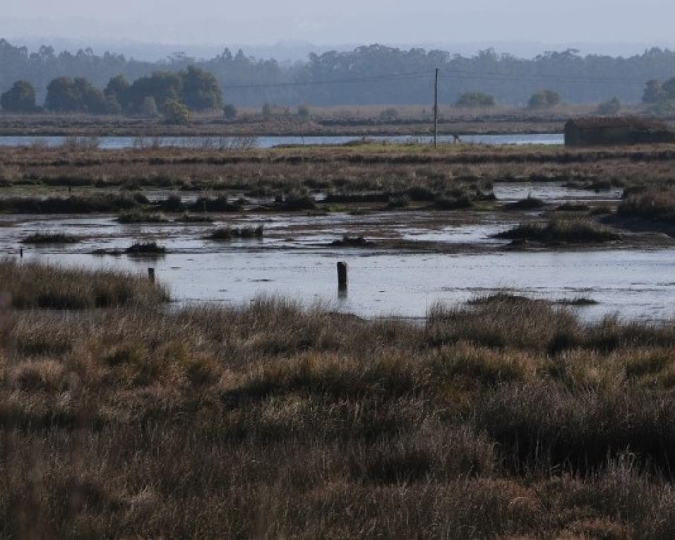 Ovar: Agricultores da Marinha pedem ajuda à Câmara. PCP quer envolver o Governo.