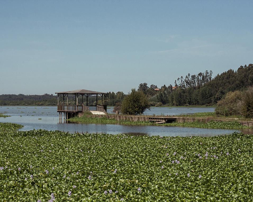 Câmara de Aveiro: Falta de financiamento impede limpeza de jacintos na Pateira do Carregal. Câmara de Aveiro: Falta de financiamento impede limpeza de jacintos na Pateira do Carregal.