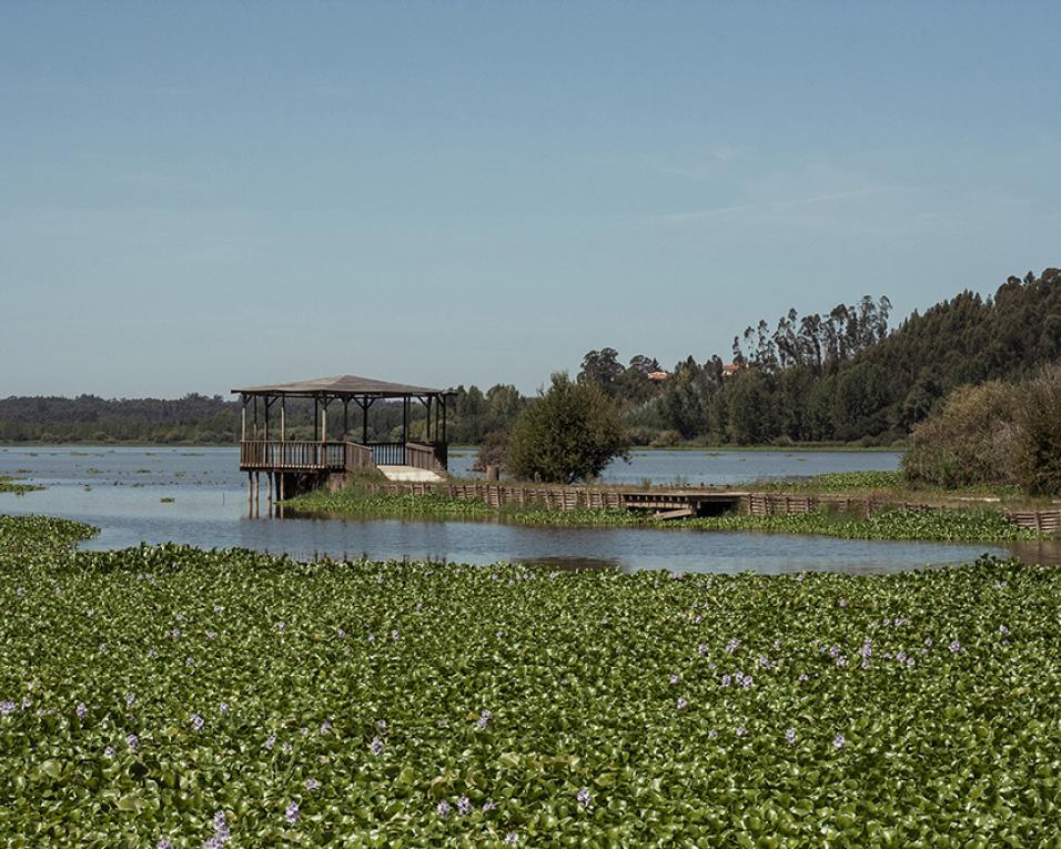 Câmara de Aveiro: Falta de financiamento impede limpeza de jacintos na Pateira do Carregal.