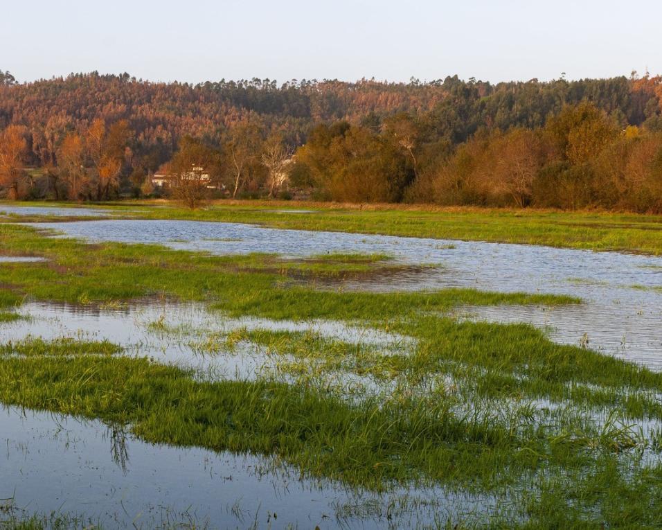 BioLiving em observação de aves na Pateira de Frossos.