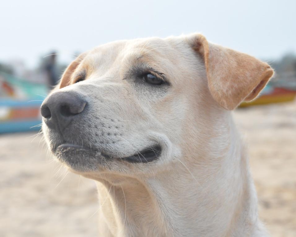 Câmara de Ílhavo: Suspensão da Vacinação Antirrábica e Identificação Eletrónica de Animais.