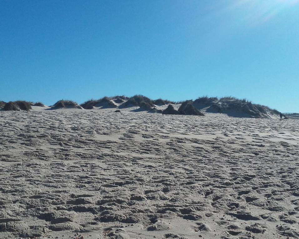 Aveiro: Crianças plantam estorno em São Jacinto.