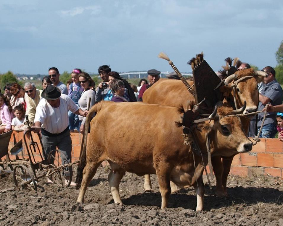 Murtosa: Recriação do ciclo do Milho faz sementeira no Bunheiro.