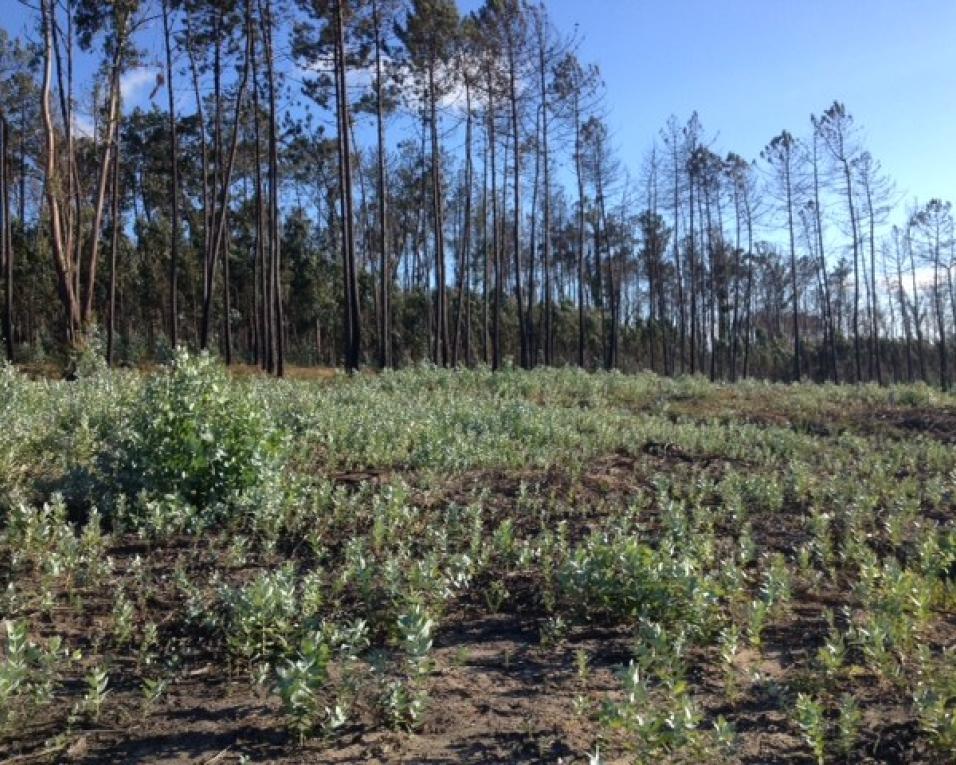 Quercus pede “fiscalização efetiva” do cumprimento de regras de ordenamento e gestão da floresta.