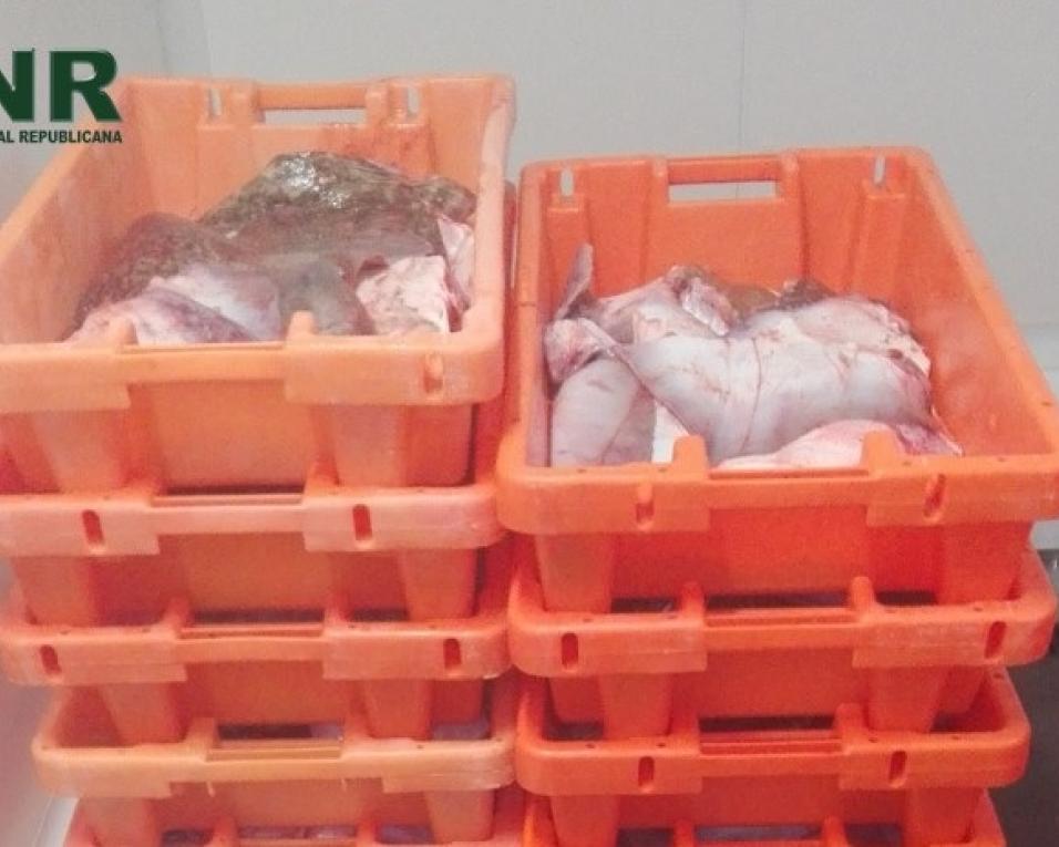 Gafanha da Nazaré: Unidade de Controlo Costeiro apreende pescado sem documentos. Gafanha da Nazaré: Unidade de Controlo Costeiro apreende pescado sem documentos.