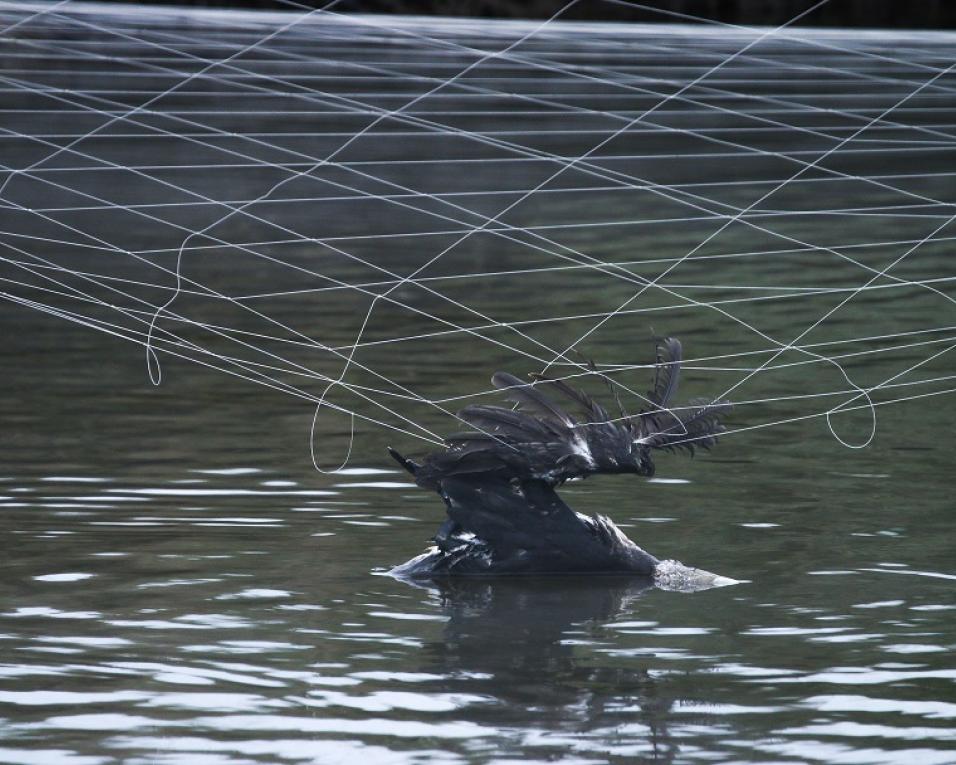 Sociedade Portuguesa para o Estudo das Aves alerta para efeito das redes nas aquaculturas. 