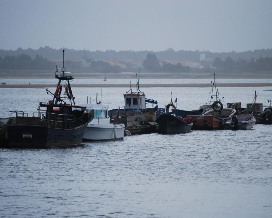 Vianapesca afirma-se surpreendida com reação negativa dos pescadores da Torreira.