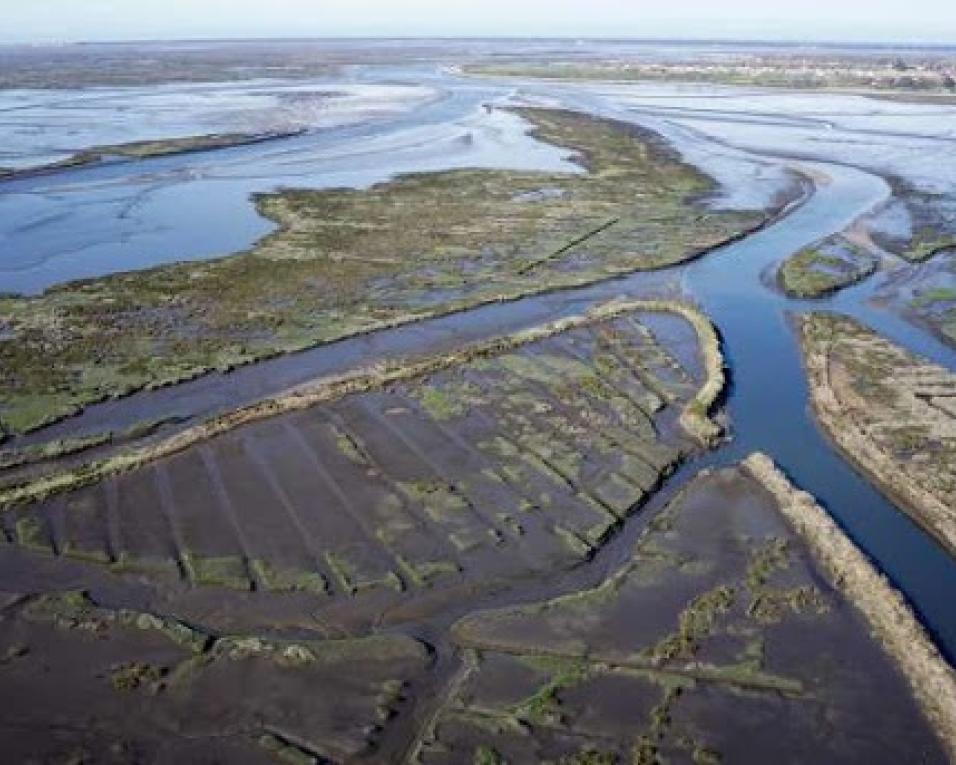 Definidas restrições à pesca do sável e da lampreia na Ria de Aveiro.