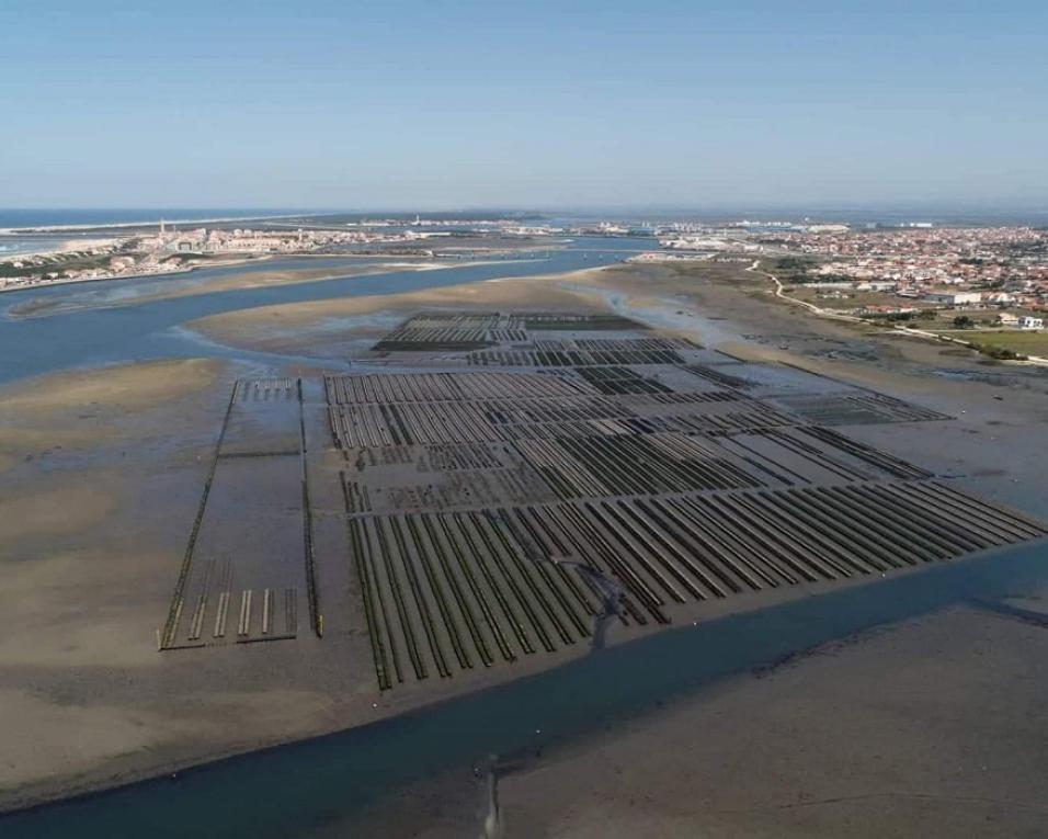 Associação de Pesca Artesanal da Ria de Aveiro contra nova área de concessão para a produção de ostras.