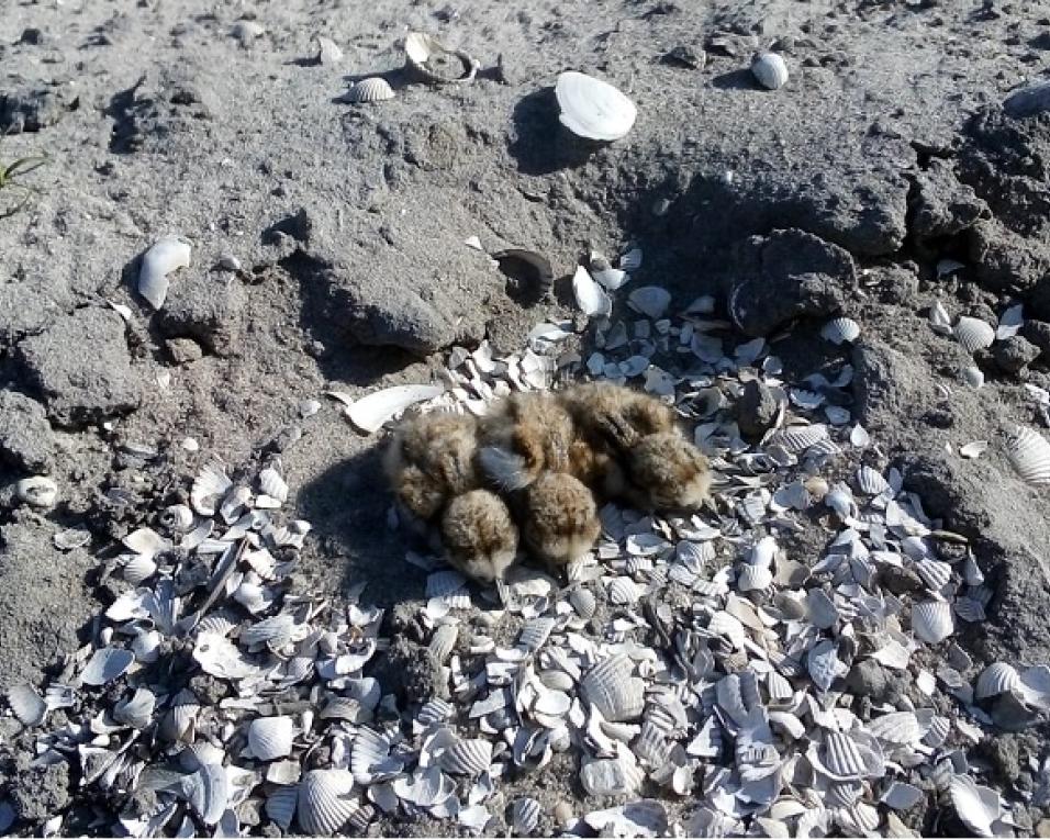 Polis diz ter provas de que dragagens não afetam a normal vivência de várias espécies no habitat da Ria de Aveiro”.