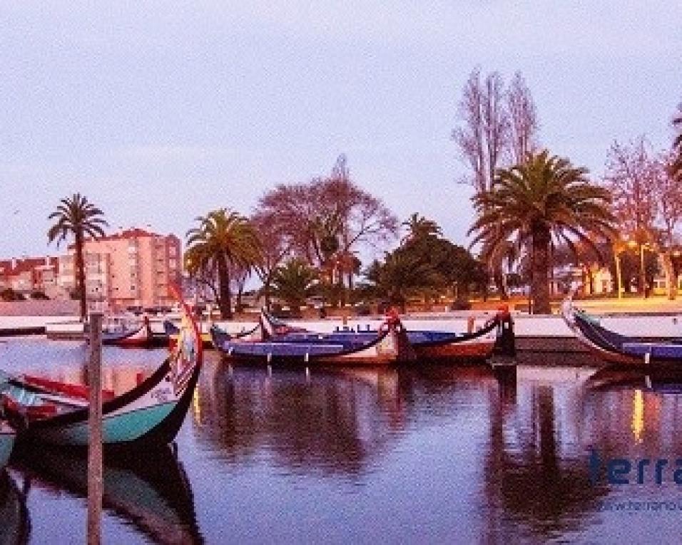 Aveiro: Autarquia lança concurso para atracagem de moliceiros e transportes turísticos.