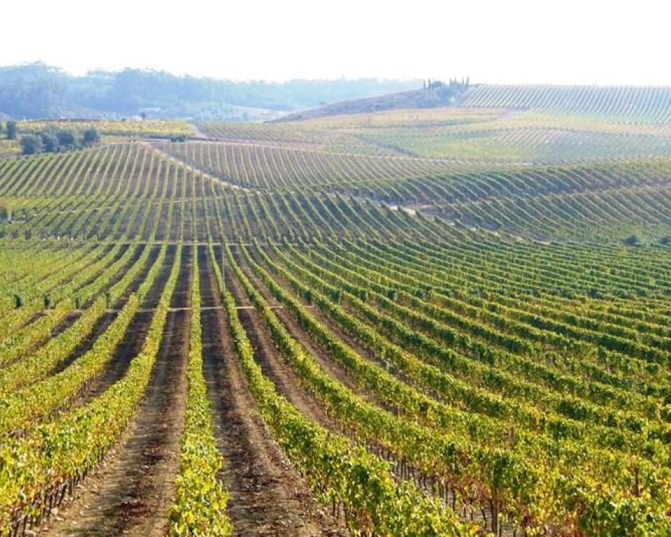 Covid-19. Venda online segura produtores da Bairrada. Covid-19. Venda online segura produtores da Bairrada.
