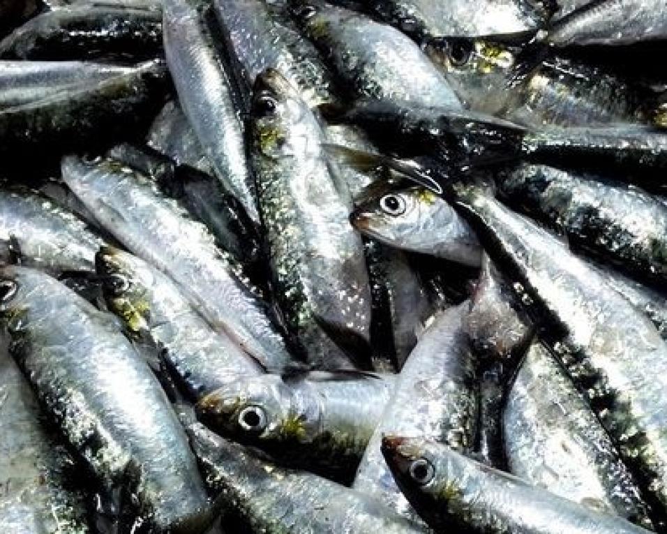 Pesca da Sardinha regressa a 1 de Junho.