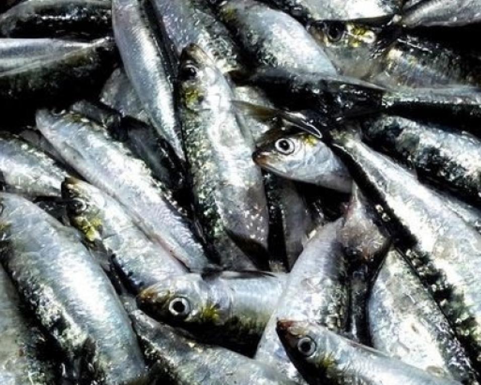 Pesca da Sardinha condicionada até Março de 2024.