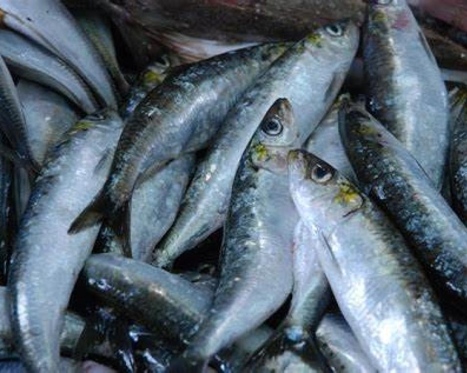 Pesca da sardinha autorizada a partir desta segunda-feira.