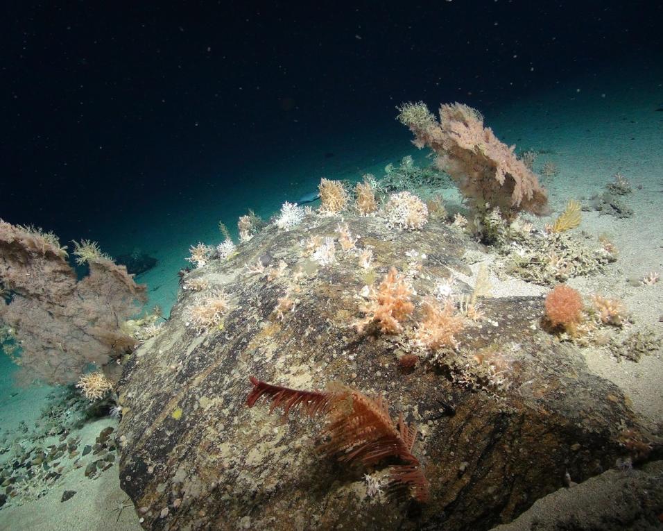 UA: Investigadoras portuguesas na fronteira da exploração do mar profundo.