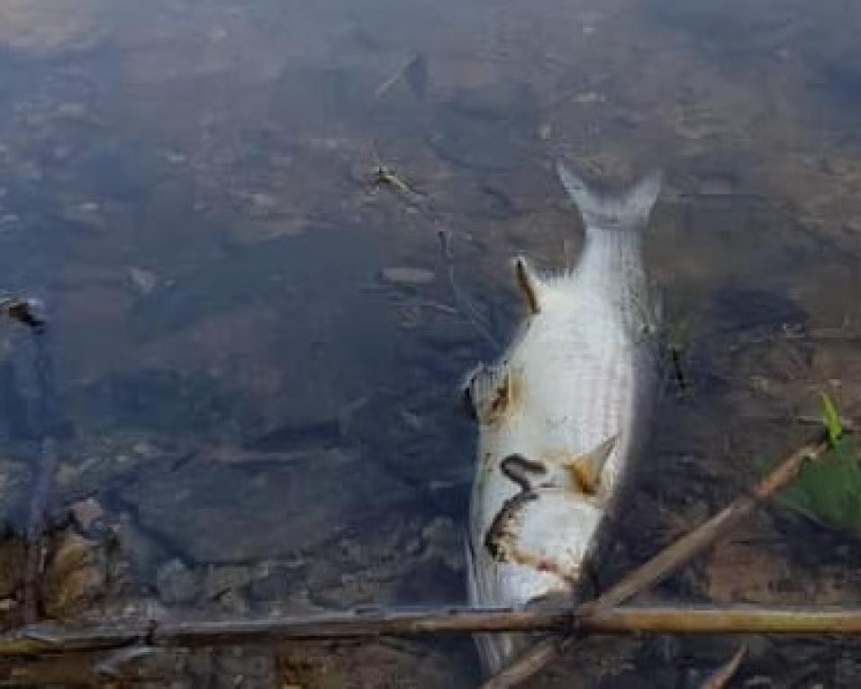 ADACE denuncia mortandade de peixes no Rui Novo do Príncipe.