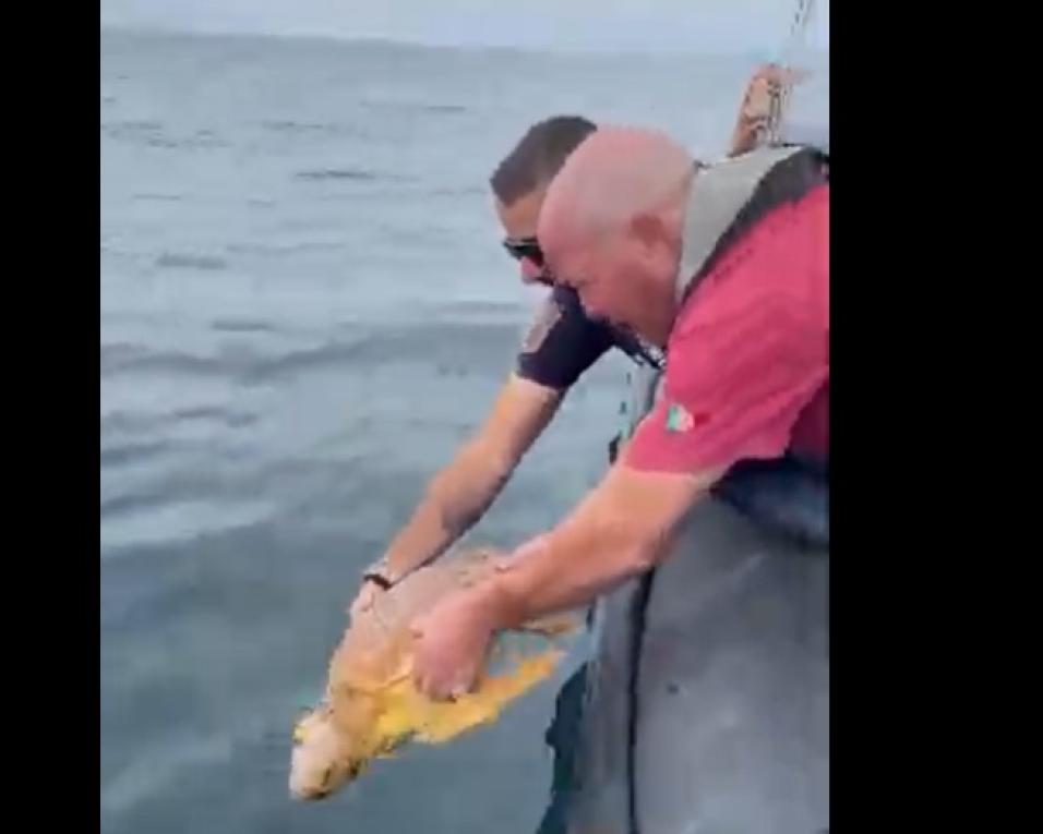 tartarugas devolvidas ao mar