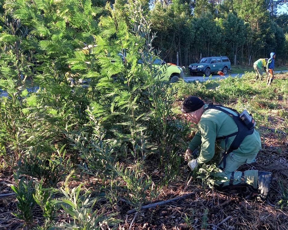 Associação Florestal do Baixo Vouga testa nova técnica de controlo de espécies invasoras.