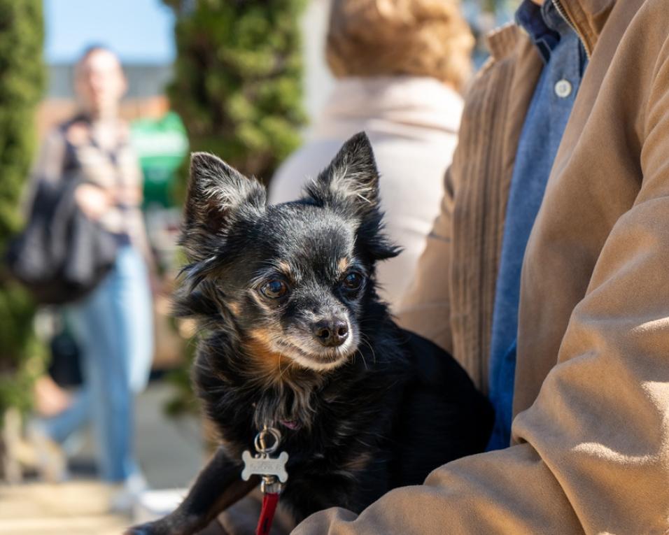  Ílhavo lança nova campanha de vacinação antirrábica e identificação eletrónica de cães.