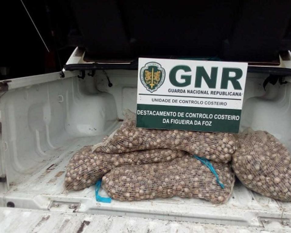 GNR da Gafanha da Nazaré: Apreensão de 246 quilos de bivalves impróprios para consumo.