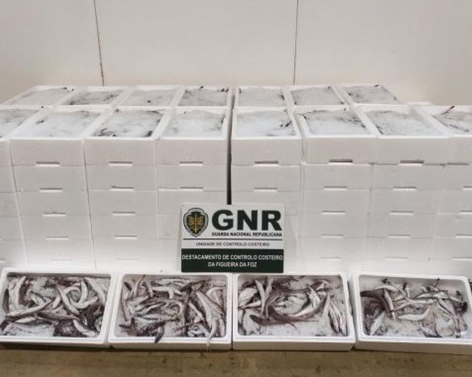 GNR: 217 quilos de pescada apreendida na Gafanha da Nazaré.